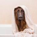 犬に汚れが蓄積して…