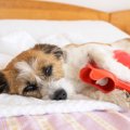 犬に湯たんぽを与え…