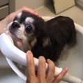 「マイクロバブル シ…