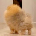 『パパだー！』帰宅…