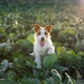 犬にキャベツを与え…