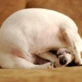 犬が『本気で嫌』だ…