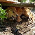 飼い主が入院、帰ら…