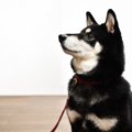 犬に『マテ』を教え…