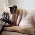 犬が飼い主がいなく…