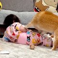 1歳の女の子が『柴犬…