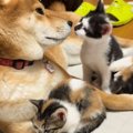 へその緒がついた状…