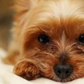 自分勝手な飼い主と2…