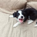 愛犬に『吠え癖』が…