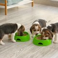 犬が早食いをしたら…