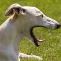 犬を『イライラ』さ…