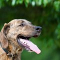 犬が舌を出しっぱな…