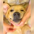 大型犬の子犬と『エ…