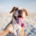 興奮する犬を落ち着…