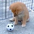 遊び方すら知らなか…