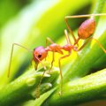 犬がヒアリに刺され…