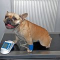 犬の血圧┃血圧の正常…