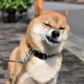 犬の『散歩中の仕草…