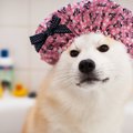話題沸騰！ワンコの…