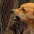 臆病な犬のしつけ方