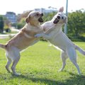 犬の『遊び』と『喧…