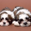 犬の治療費が高額化…