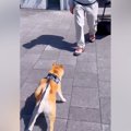 単身赴任中のお父さ…