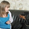 愛犬との主従関係チ…