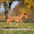 犬の歩き方がいつも…