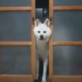 部屋に入りたいの？…