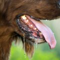犬が吐く原因は？危…