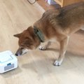 ペットフレンドリー…