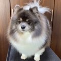 もふもふに毛が伸び…