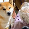 柴犬とひいおばあち…