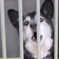 『人懐っこい迷子犬…