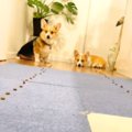 拾い食いをしないよ…