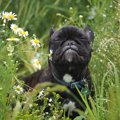 犬は「匂い」からど…