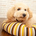 犬が伏せながら尻尾…