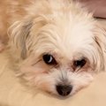 『１年も生きられな…
