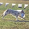 愛犬にあったドッグ…