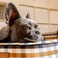 夏の犬のお留守番で…