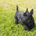 犬の皮膚のしこりか…