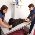 犬の「バリウム検査…