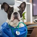 犬の『尿路結石』は…