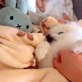 犬の次に『ぬいぐる…