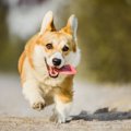 犬を『呼び戻し』で…