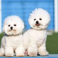 ビションフリーゼの…