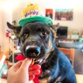 愛犬を確実に喜ばせ…