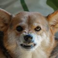 犬に『悪い人』だと…
