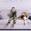 犬がリラックスでき…